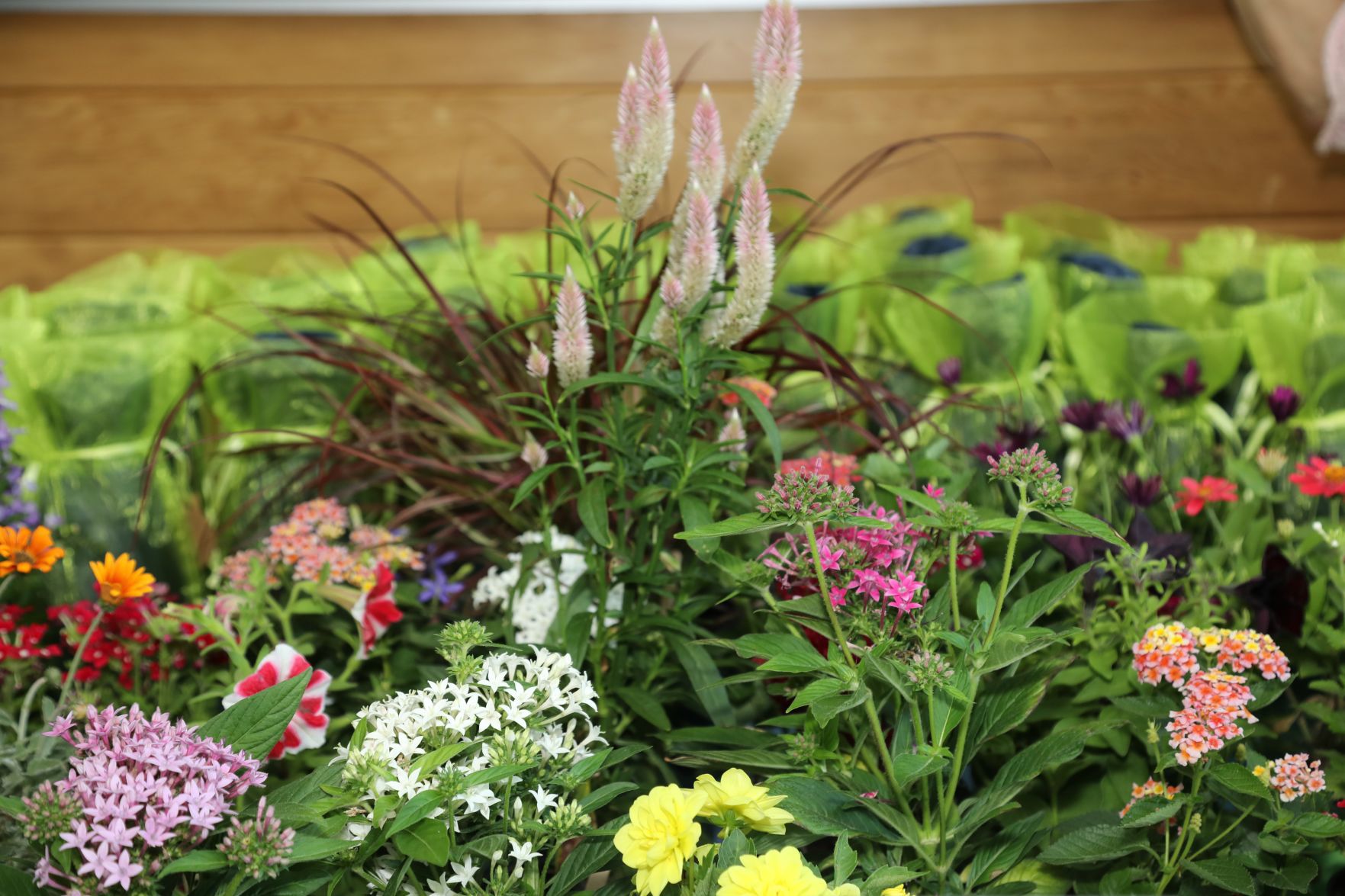2019-Party-with-the-Plants-007.JPG